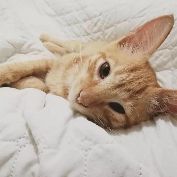 momoy cat staring