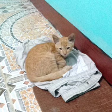 momoy cat curling