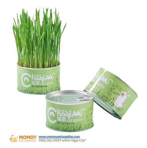PET CAT CANNED GRASS LAZY PLANTING
